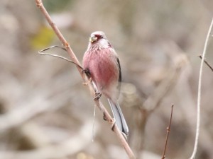 紙が劣化するまでどれくらいかかりますか?