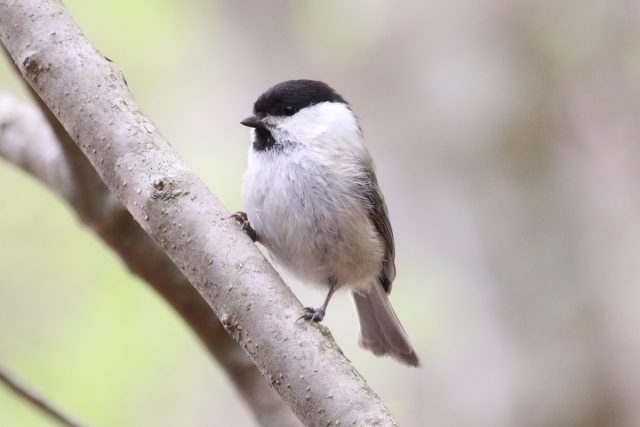 亀は爬虫類ですか? - カメは爬虫類ですか、それとも両生類ですか?