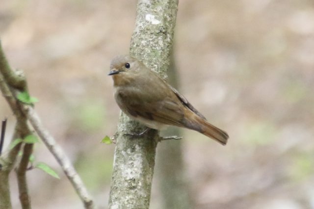 植物は単細胞ですか、それとも多細胞ですか? - 単細胞植物と多細胞植物の例