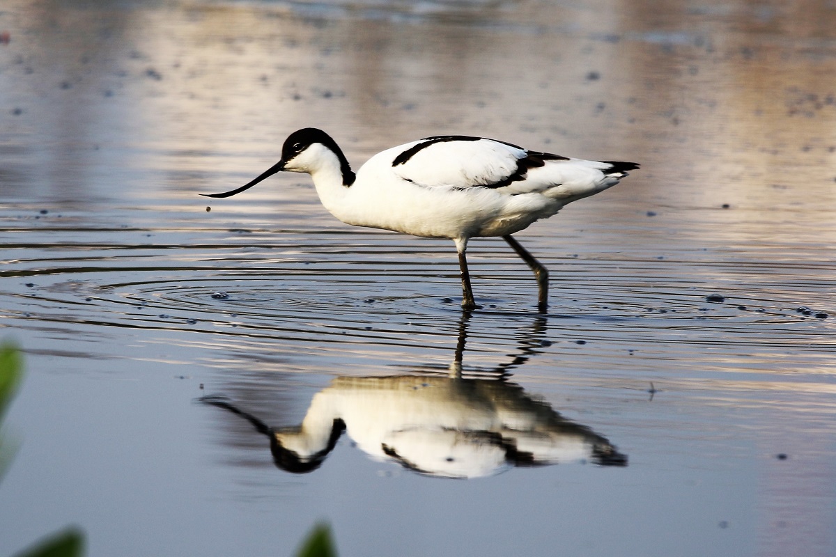 渉禽類: その正体と例 - セイタカシギ (Himantopus hisantopus)