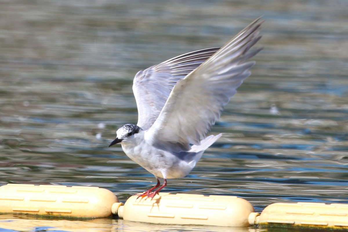 地中海の海鳥 - サンドイッチアジサシ