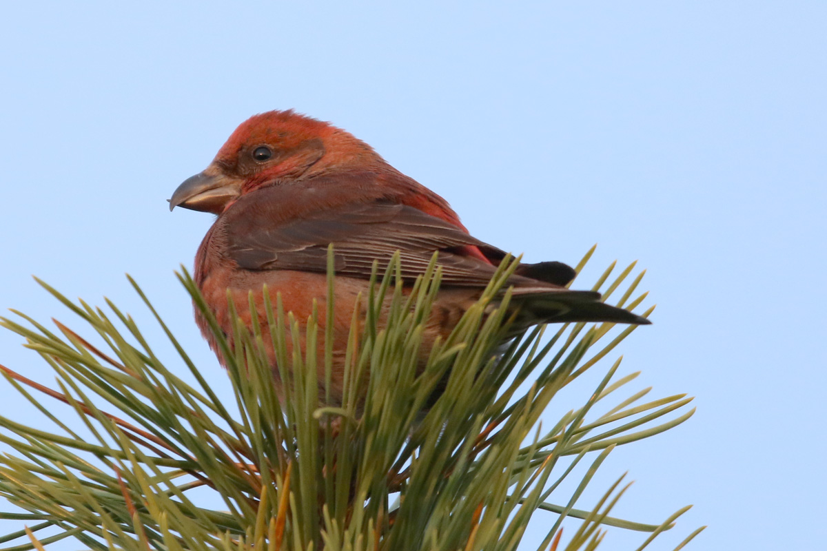 ロロペタルム・チャイネンセ:お手入れ - ロロペタルム・チャイネンセの特徴