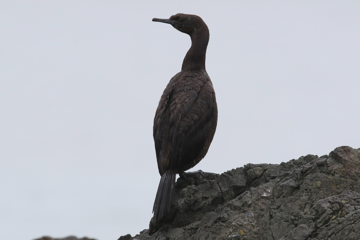 カモメの種類 - パタゴニアカモメ (Leucophaeus coresbii)